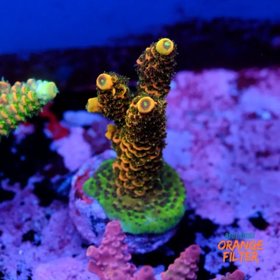 Acropora millepora  1