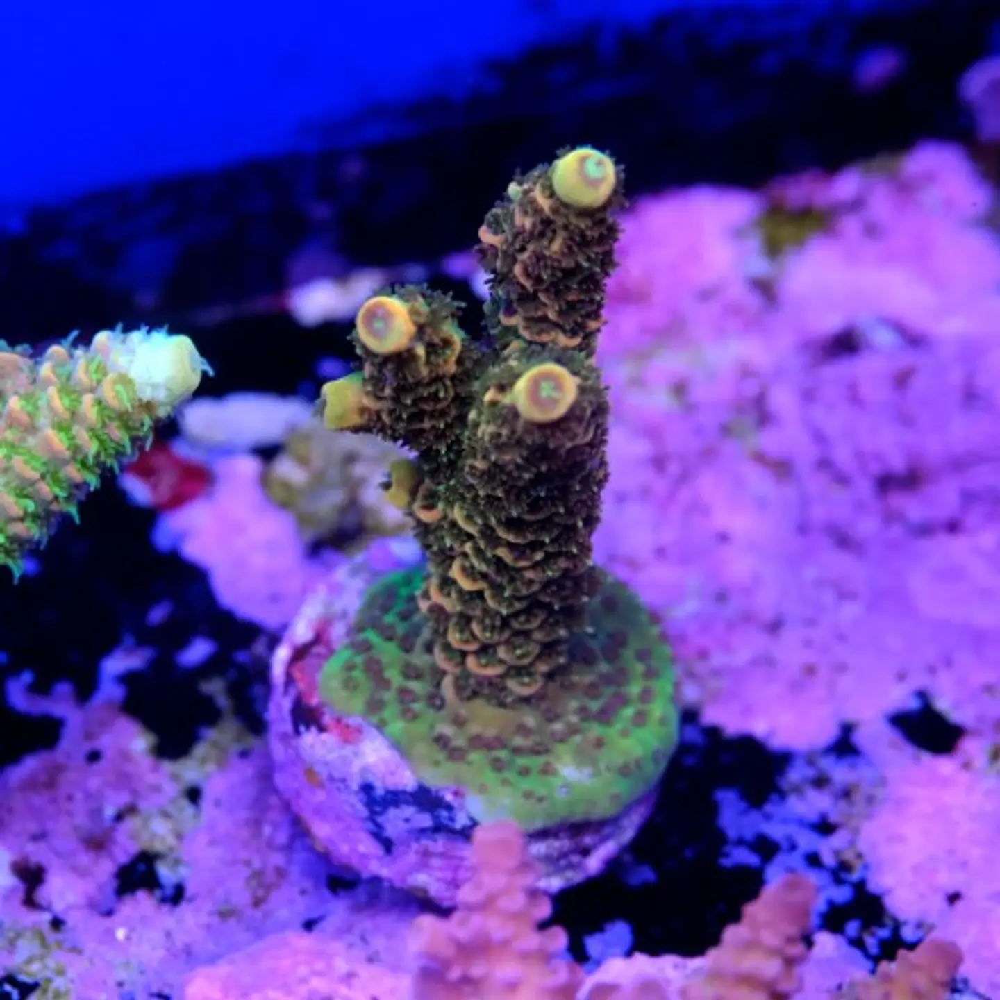 Acropora millepora  2