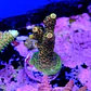 Acropora millepora  - Thumbnail 2
