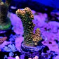 Acropora millepora  - Thumbnail 2