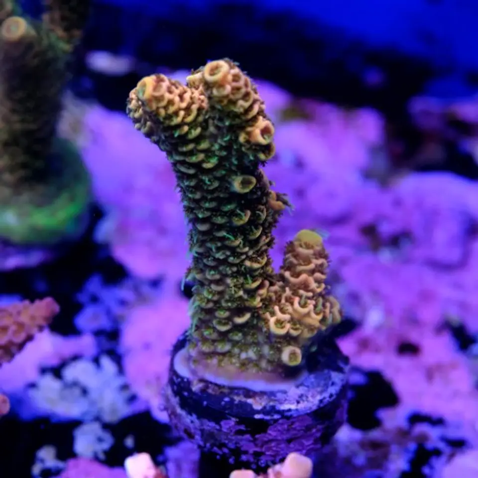 Acropora millepora  2
