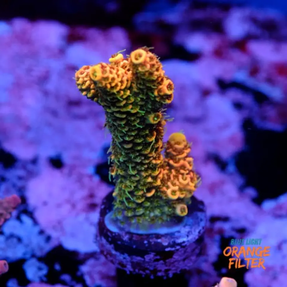 Acropora millepora  1