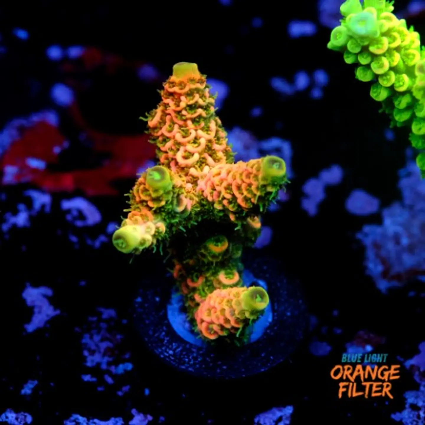 Acropora millepora og sunset 1
