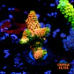 Acropora millepora og sunset - Thumbnail 1