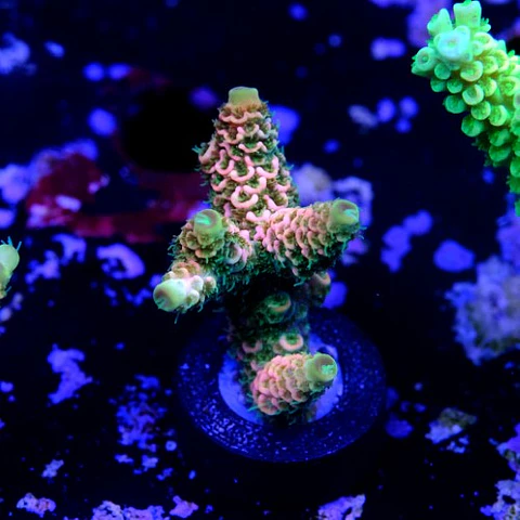 Acropora millepora og sunset