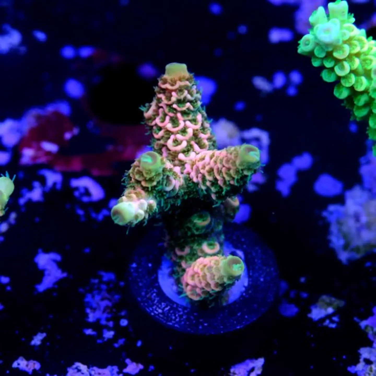 Acropora millepora og sunset 2