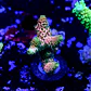 Acropora millepora og sunset - Thumbnail 2