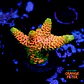 Acropora millepora og sunset - Thumbnail 1