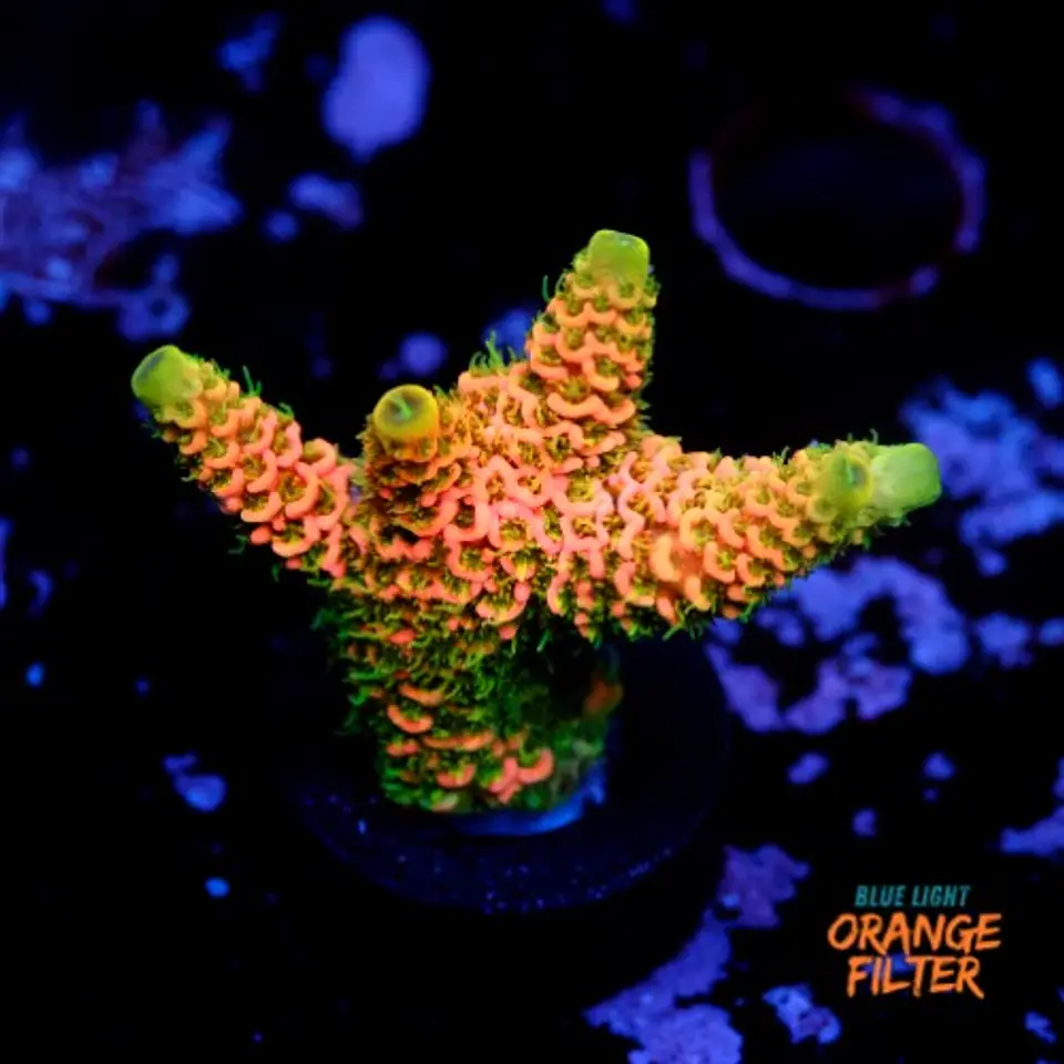Acropora millepora og sunset 1