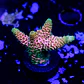 Acropora millepora og sunset - Thumbnail 2