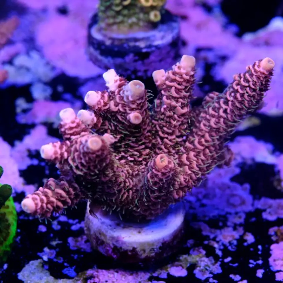 Acropora millepora pink  2