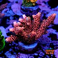 Acropora millepora pink  - Thumbnail 1
