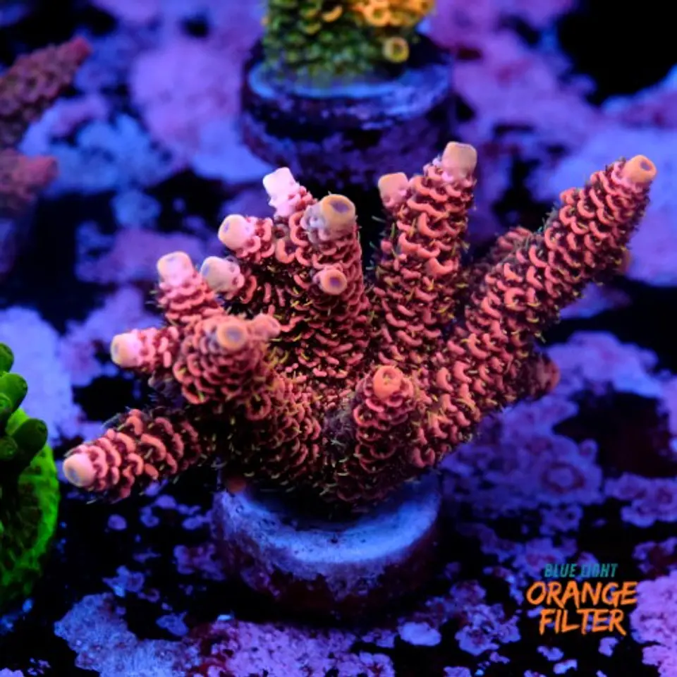 Acropora millepora pink  1