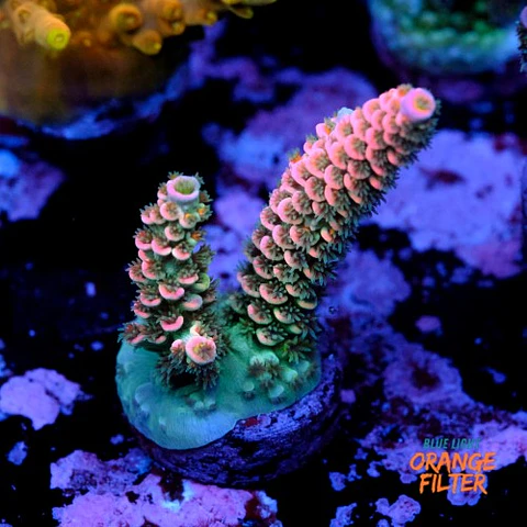 Acropora tenuis 