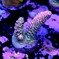 Acropora tenuis  - Thumbnail 2