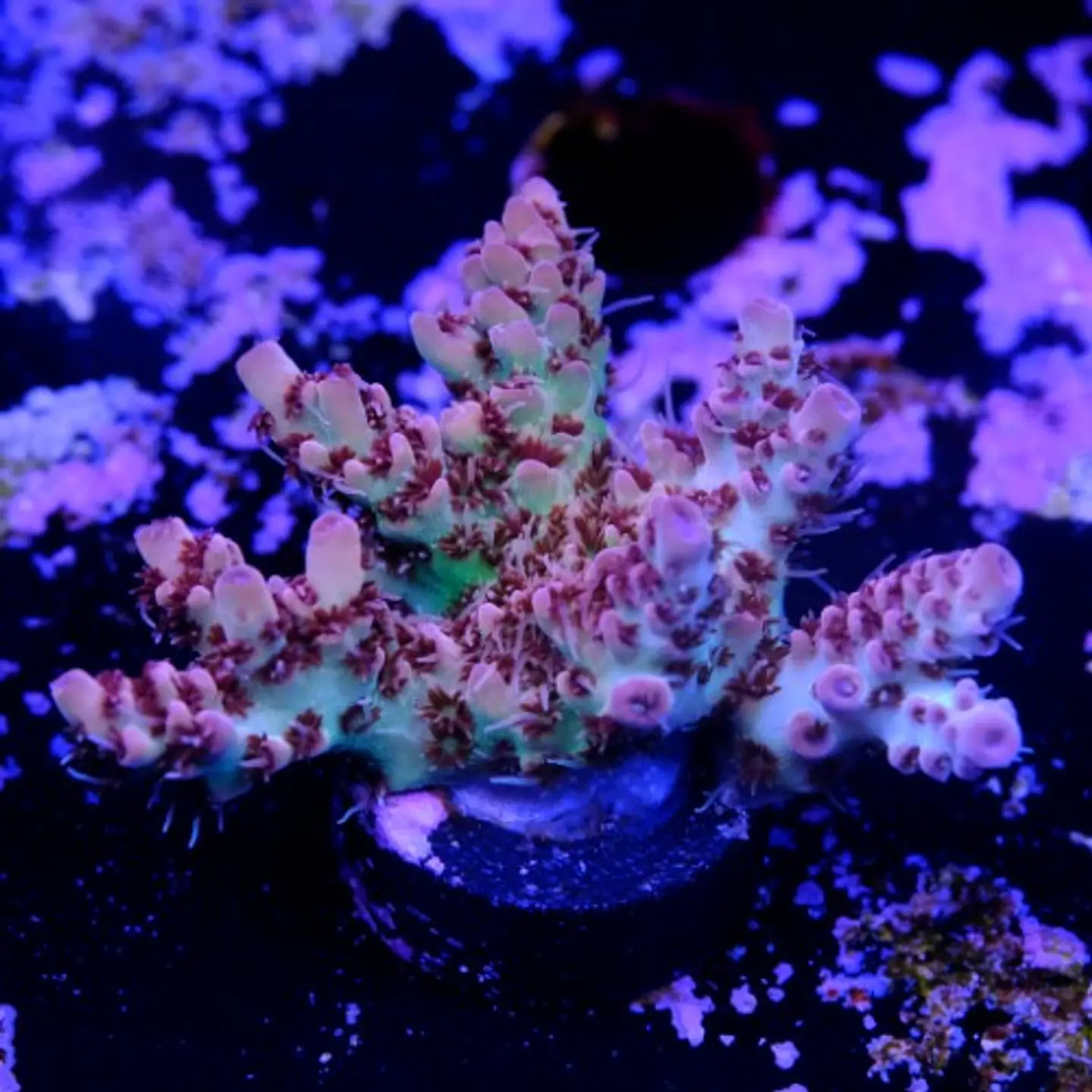 Acropora cotton candy 2