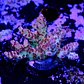 Acropora cotton candy - Thumbnail 2