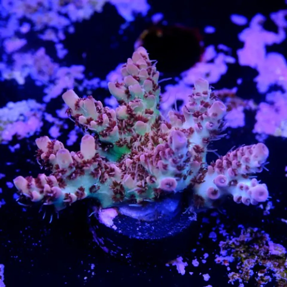 Acropora cotton candy 2