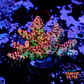 Acropora cotton candy - Thumbnail 1