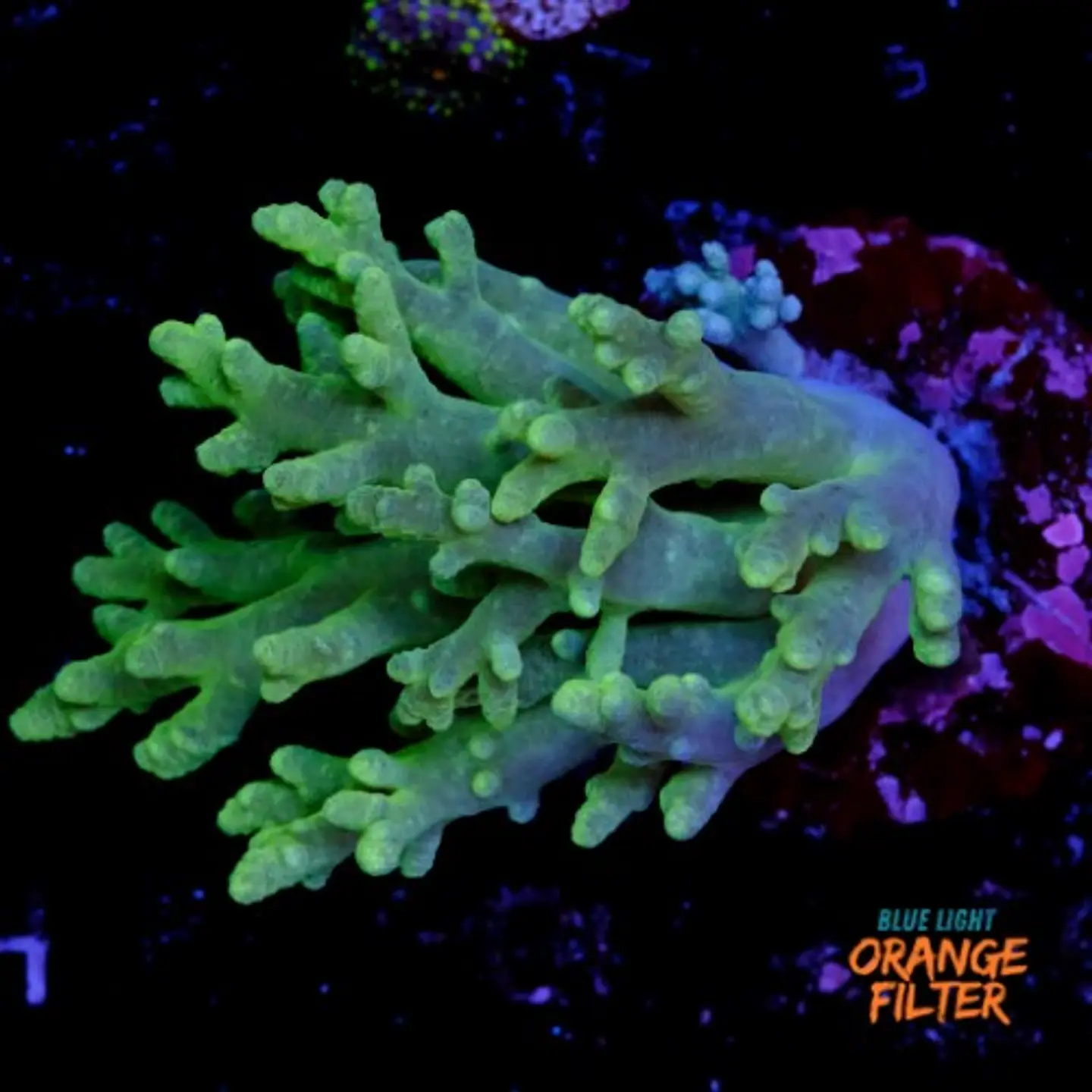 Sinularia sp (+10cm) 1