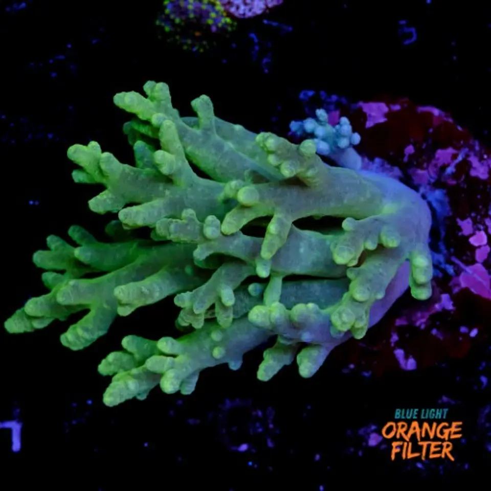 Sinularia sp (+10cm) 1