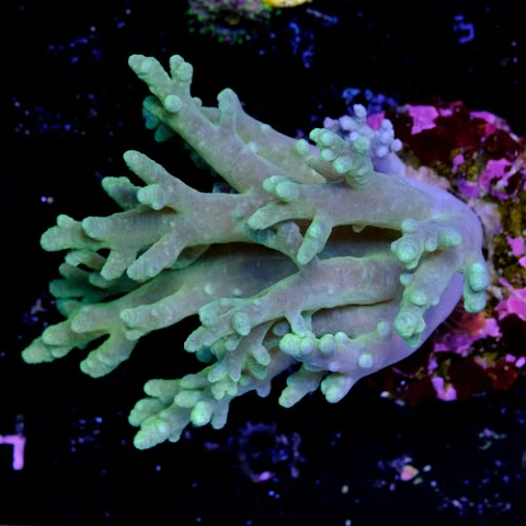 Sinularia sp (+10cm)