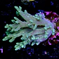 Sinularia sp (+10cm) - Thumbnail 2