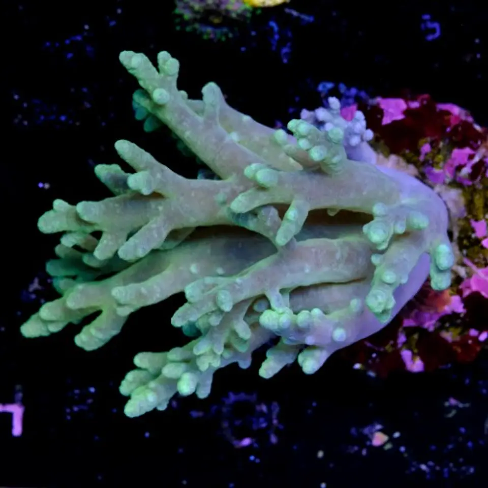 Sinularia sp (+10cm) 2