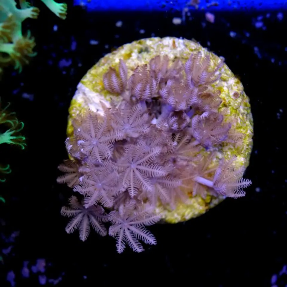Xenia umbellata 1