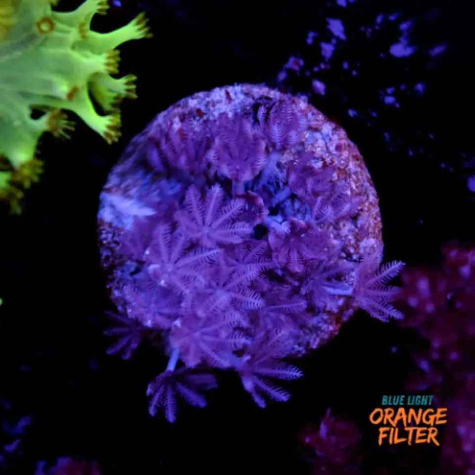 Xenia umbellata 2