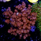 Sinularia pink  - Thumbnail 2