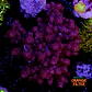 Sinularia pink  - Thumbnail 1