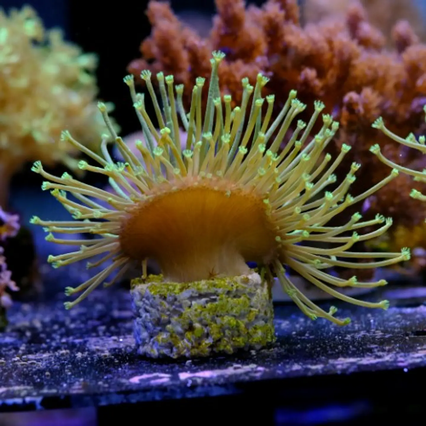 Sarcophyton madagascar  3