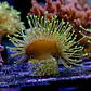 Sarcophyton madagascar  - Thumbnail 3