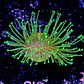 Sarcophyton madagascar  - Thumbnail 2