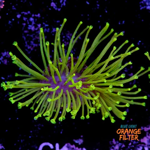 Sarcophyton madagascar 