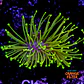 Sarcophyton madagascar  - Thumbnail 1