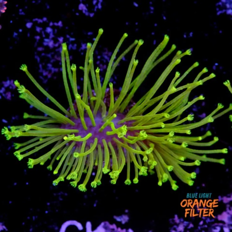 Sarcophyton madagascar  1