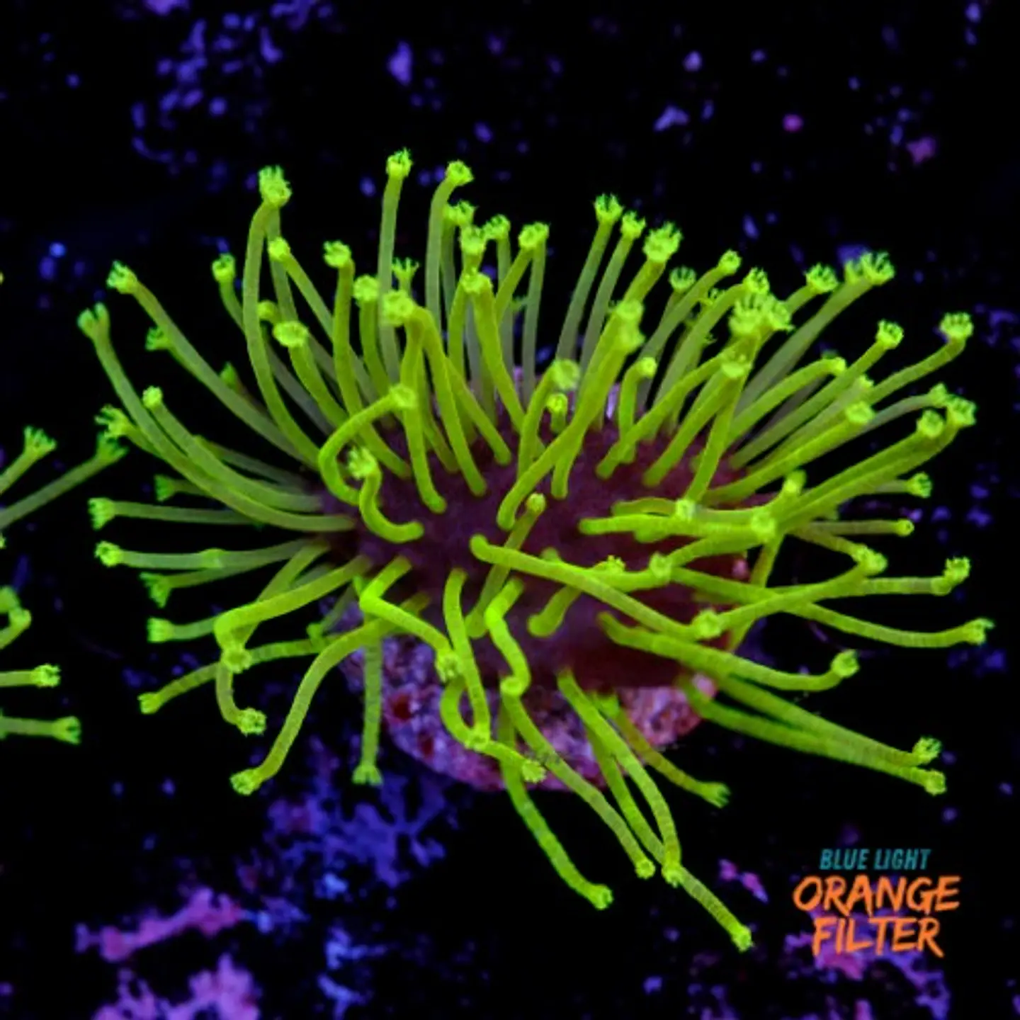 Sarcophyton madagascar  1