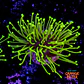 Sarcophyton madagascar  - Thumbnail 1