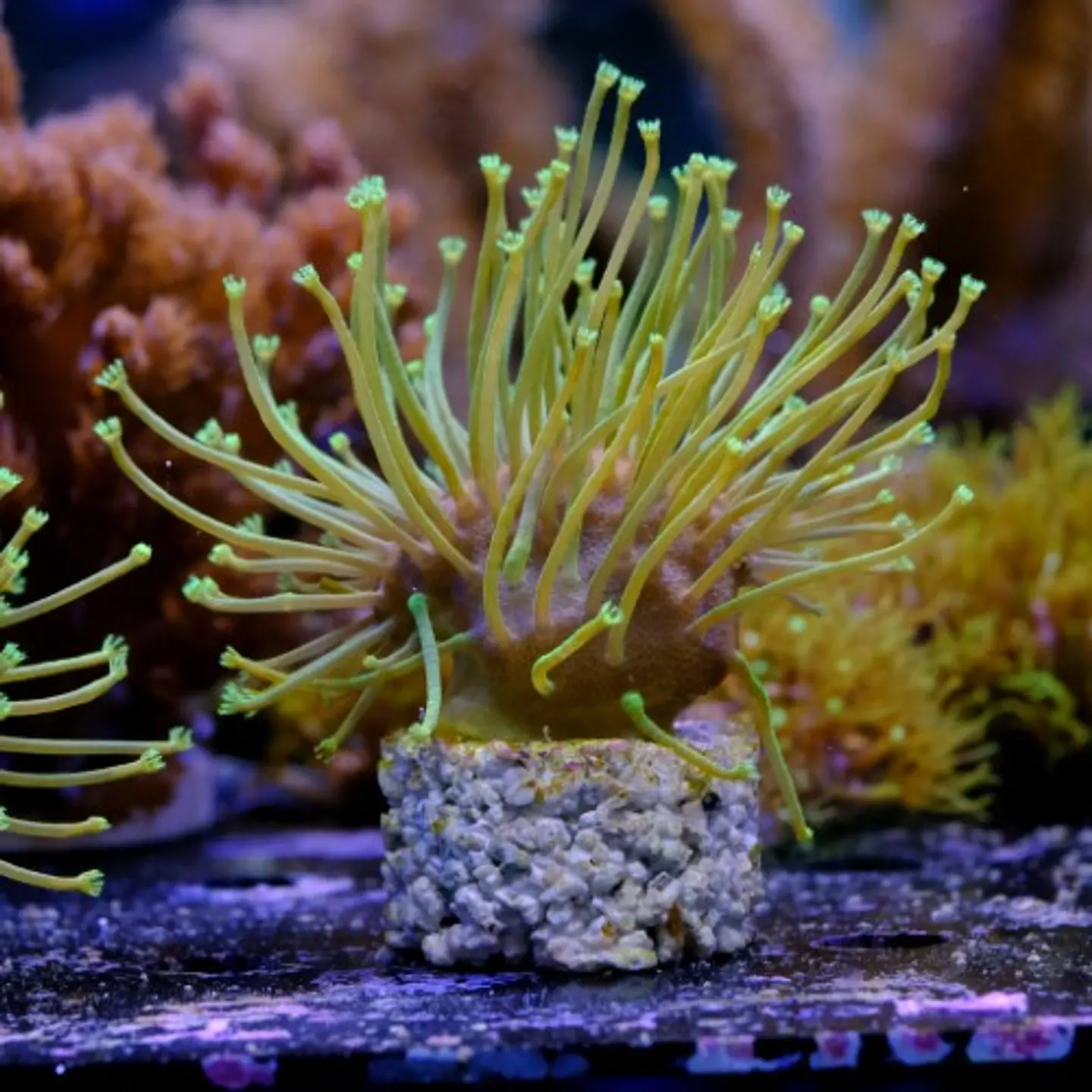 Sarcophyton madagascar  3