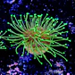 Sarcophyton madagascar  - Thumbnail 2