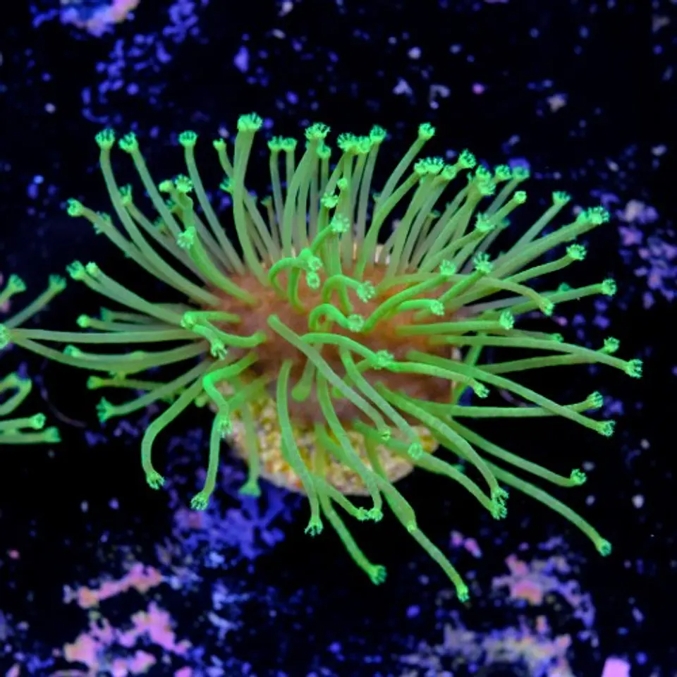Sarcophyton madagascar  2