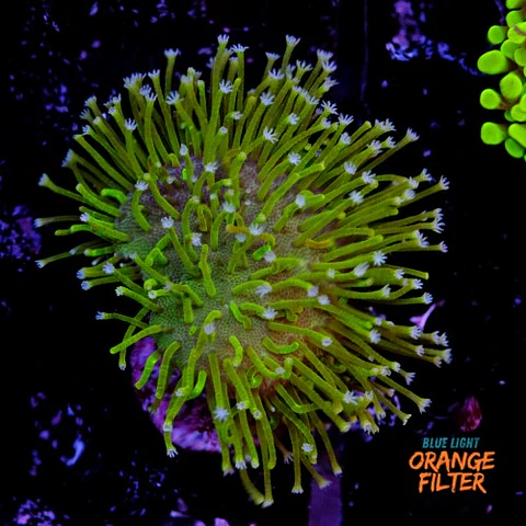 Sarcophyton 