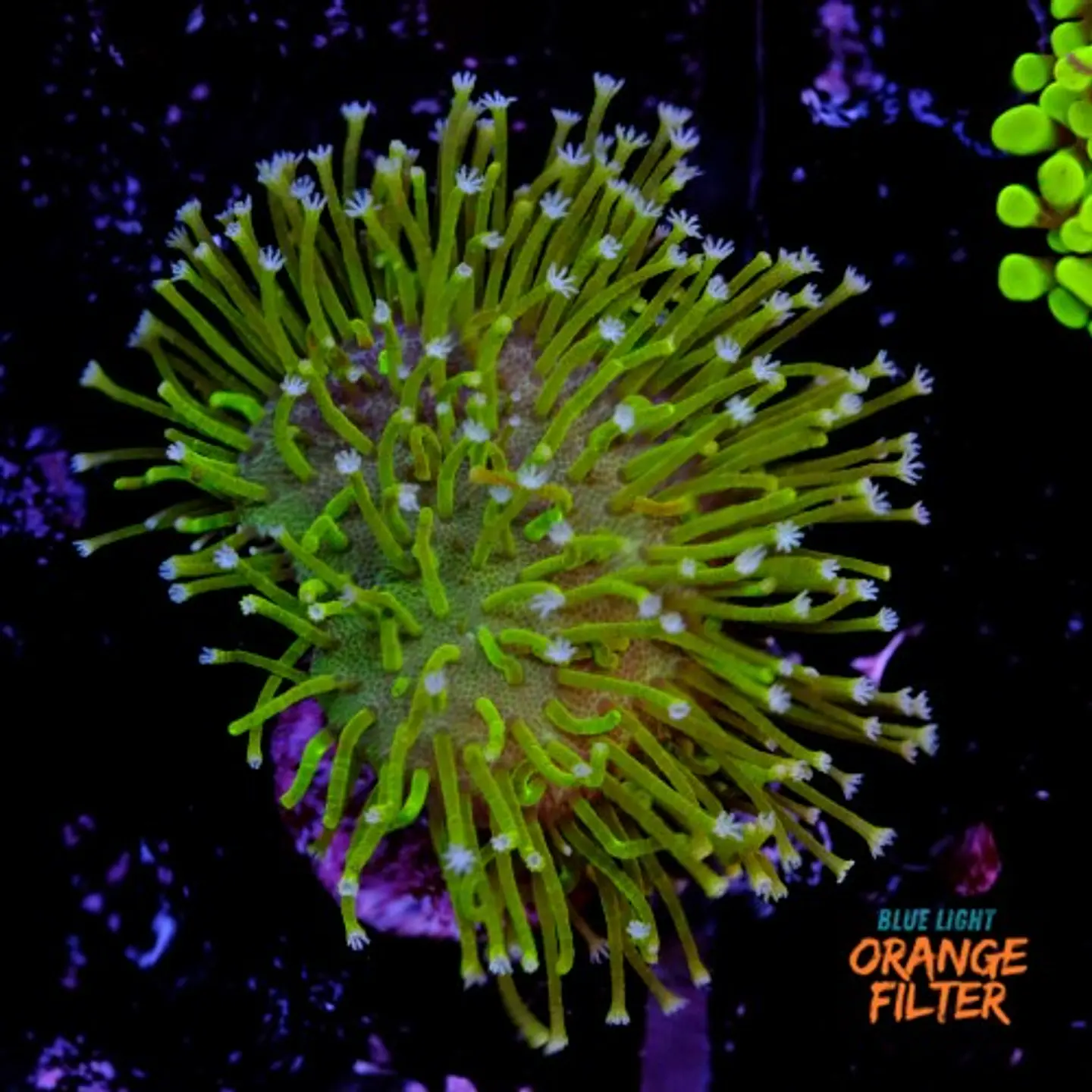 Sarcophyton  1