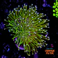 Sarcophyton  - Thumbnail 1