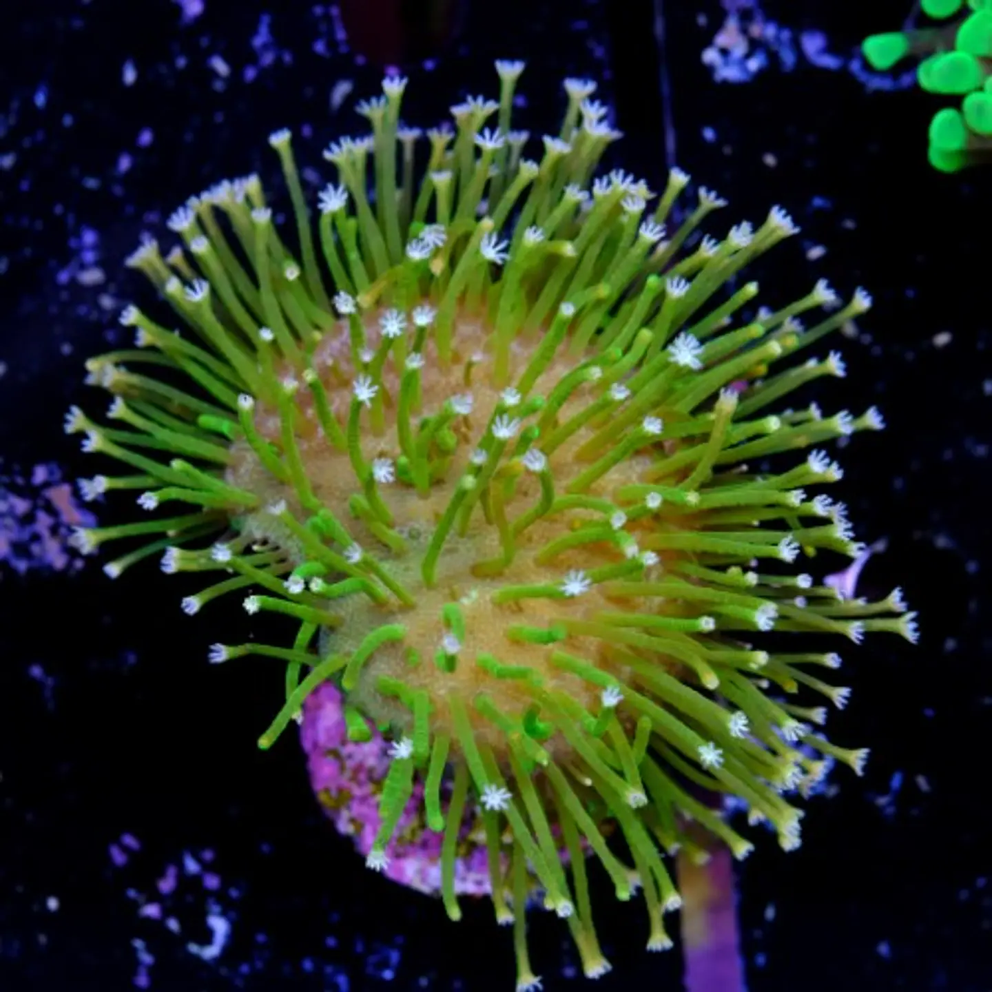 Sarcophyton  2