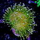 Sarcophyton  - Thumbnail 2