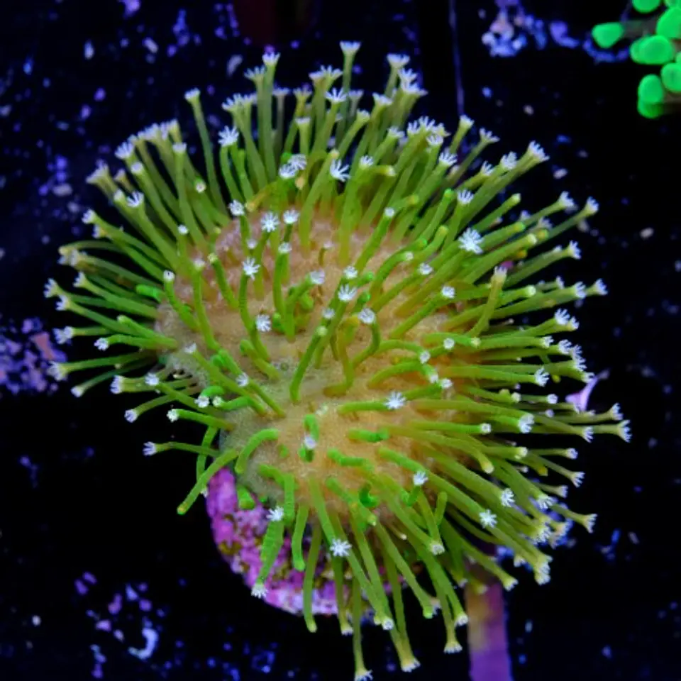 Sarcophyton  2