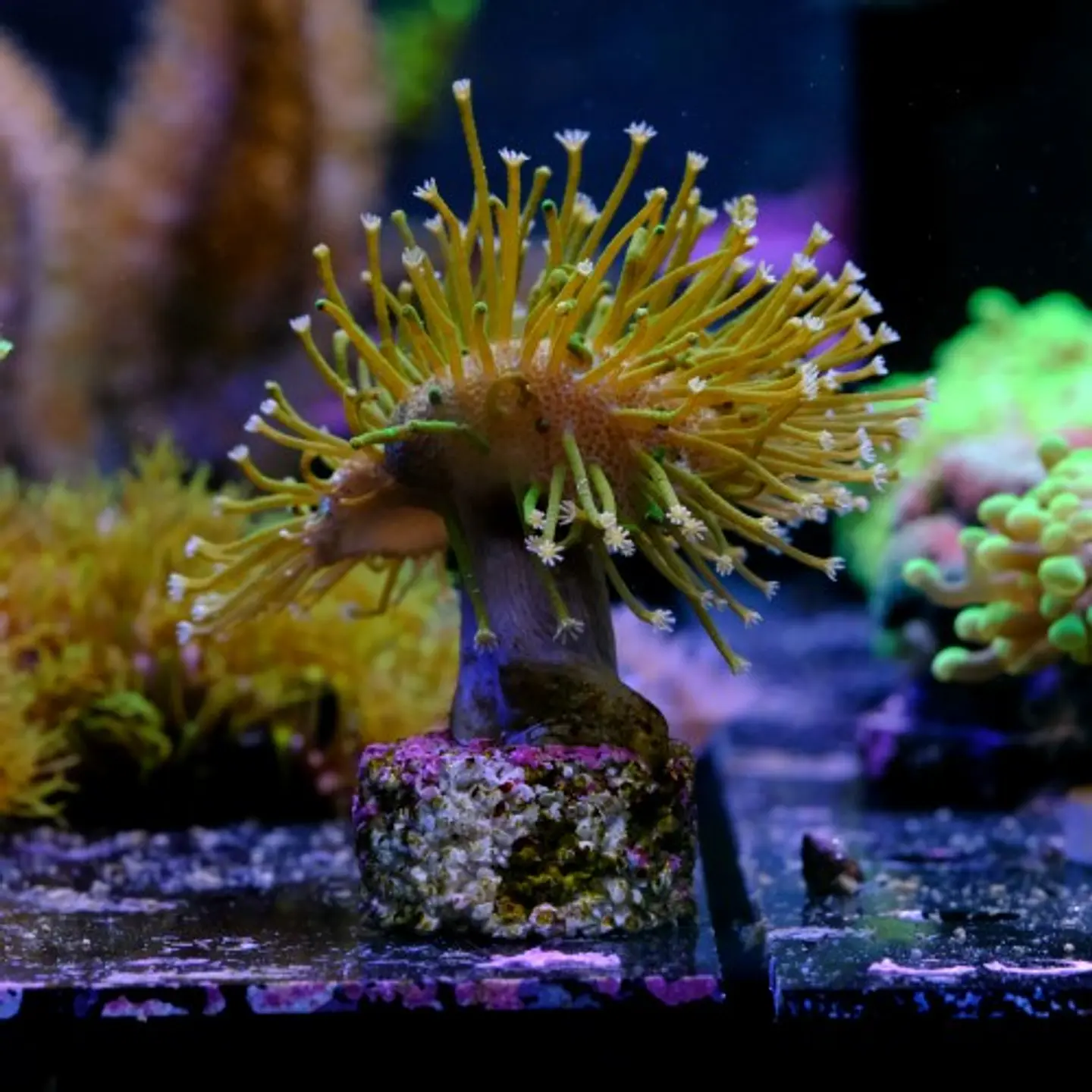 Sarcophyton  3